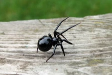 Art Glass black Widow Figurine, Blown Glass Spider, hand blown