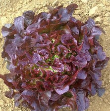 800 SEMI DI LATTUGA FOGLIA DI QUERCIA ROSSA +SPEDIZIONE GRATUITA "