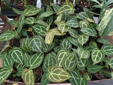 Anthurium Crystallinum 'Cyrstal' Beautiful and Full in 4 inch pot