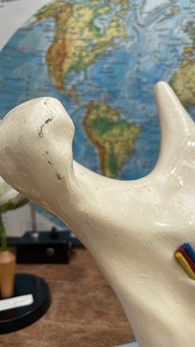 DIENTES de escuela de medicina modelo anatomía educativo mandíbula inferior somso de colección grande - Imagen 6 de 12