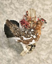 Alaskan Fall Willow Ptarmigan  grouse pheasant taxidermy bird art
