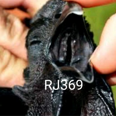    6 Fresh Ayam Cemani Hatching Egg-Rarest Chicken on the Planet Organic Pure   