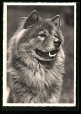 Chow Chow mit langem Fell, Ansichtskarte 