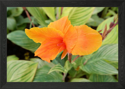Schöne orange Blume gerahmtes Wandbild Poster Leinwanddruck Bild