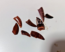 ONE Small Deltadromeus "Raptor" Dinosaur Tooth Boxed & Labeled H11-H118