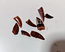 ONE Small Deltadromeus "Raptor" Dinosaur Tooth Boxed & Labeled H11-H118