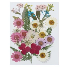 Dried Pressed Flowers Natural Leave Real Pressed Flowers Assorted Color