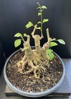 Gmelina Philippensis Parrot’s Beak bonsai Large base Three trunk planting — photo 3