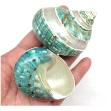 Smooth Polished 2 PC Natural Hermit Crab Shells, 2-1/2" to 3" for Crafting