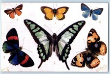 Foreign Butterflies And Moths RJ Wealthy Signed Artist Aquarette Tuck Postcard