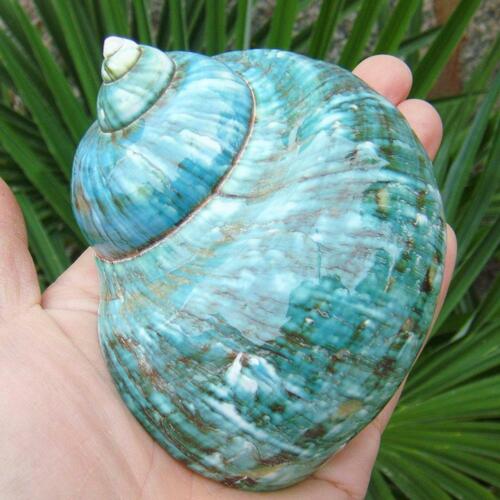 Piece Natural Green Turban Shell Shell Coral Sea Snail Fast - Picture 1 of 10