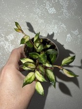 Hoya Lacunosa Variegated Rooted Cutting Indoor House Plant