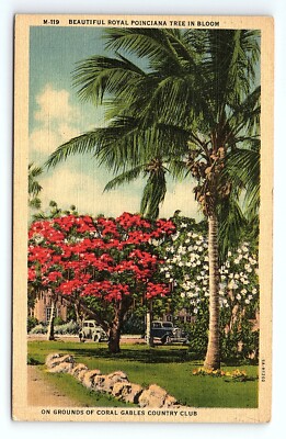 Beautiful Royal Poinciana Tree Bloom Coral Gables Country Club FL VTG Postcard