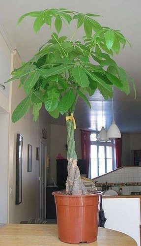 6 pots, min 18 PLANTS, SABA NUT, Malabar Chestnut, PLAIT (Pachira aquatica) - Picture 7 of 7