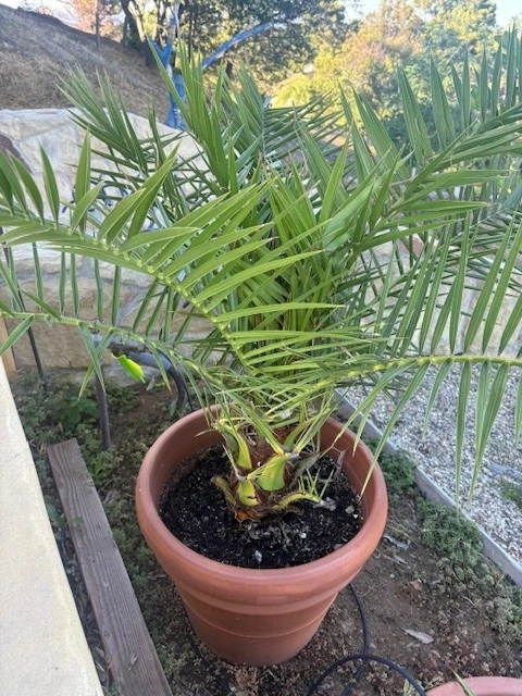 Phoenix Canariensis (palmera de piña), palmera datilera grande Foto 2 de 2