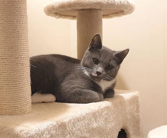 3252 Peter Cat For Adoption Vet Work Included Cats Kittens Gumtree Australia Melville Area Bull Creek 1254927477