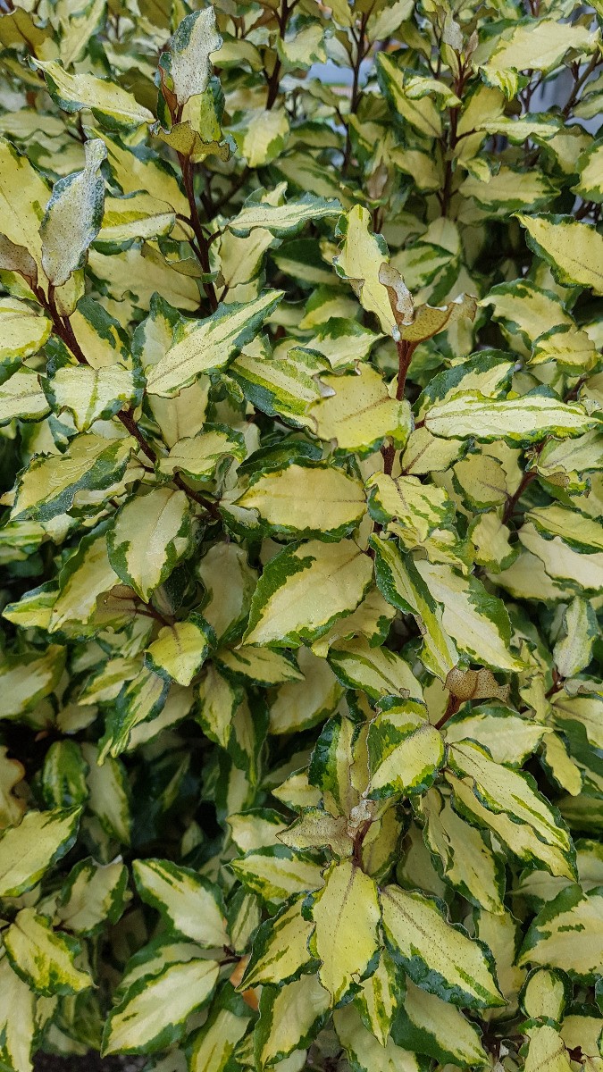 Chalef panaché Elaeagnus ebbingei Maryline en conteneur de 3L pour jardin