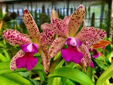 Cattleya Phyton Tiger Hybride NEW Duft Orchidee Orchideen