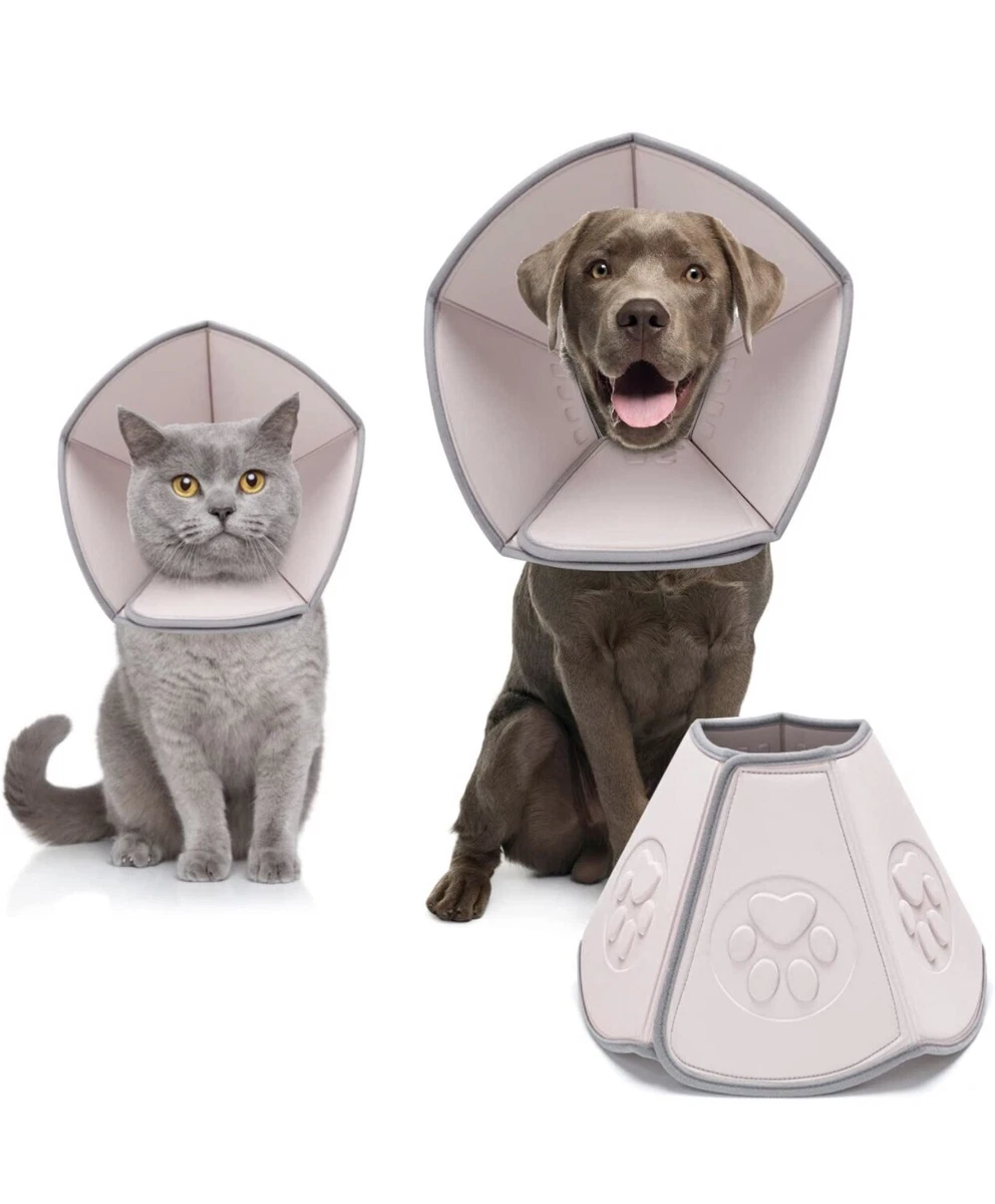 Can Dogs Drink Water With A Cone On