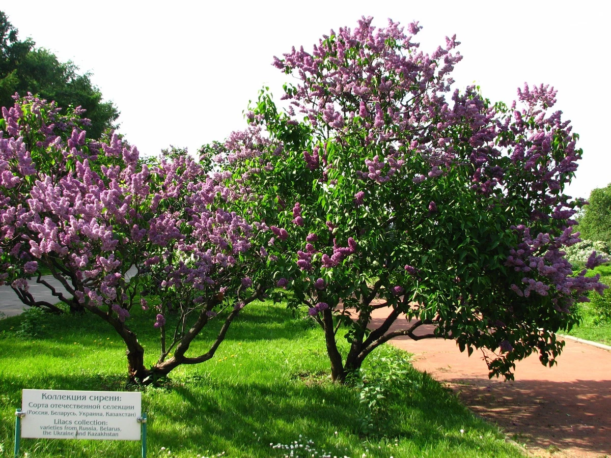 Common Lilac Tree Seeds Syringa vulgaris 150 seeds eBay