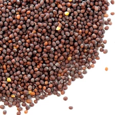 Mustard Seeds, Brown | Bulk | Spice Jungle