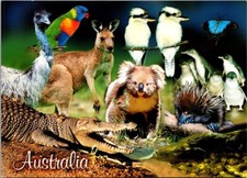 EMU Rainbow Lorikeet KANGAROO Australian Wildlife 4x6 animal Postcard