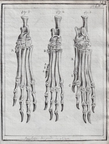 Dog Cane Chien Scheletro Piede Foot Anatomia Drawing Disegno Dessin 1780