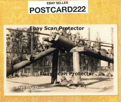 CA El Monte 1932 antique RPPC postcard GAYS LION FARM California Animals