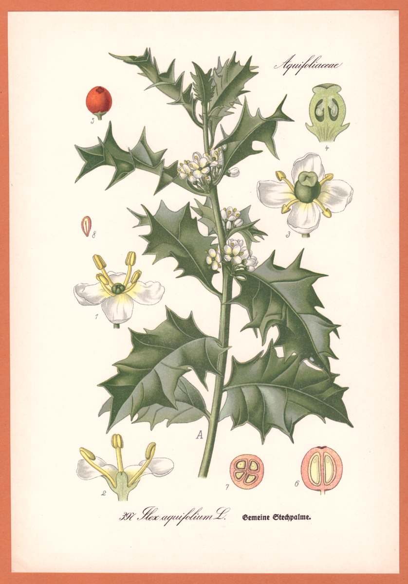 Europische Stechpalme Ilex aquifolium Gewhnliche Thome Lithographie 1890  | eBay