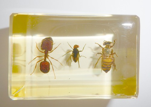 Honey Bee & Blue Bottle Fly & Ant Specimen Set Amber Clear Resin Block TE1SA - Picture 3 of 9