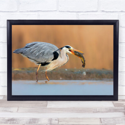 Gotcha Reiher Vogel fangen Wasser Wildtiere Natur Wandbilddruck