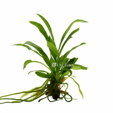 Anubias Striped Mini Size  Aquarium Plants Factory 