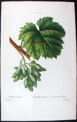 1799,TOP REDOUTE' BESSA H/C FOLIO GRAPES VITIS VINIFERA CORNICHON BLANC UBL