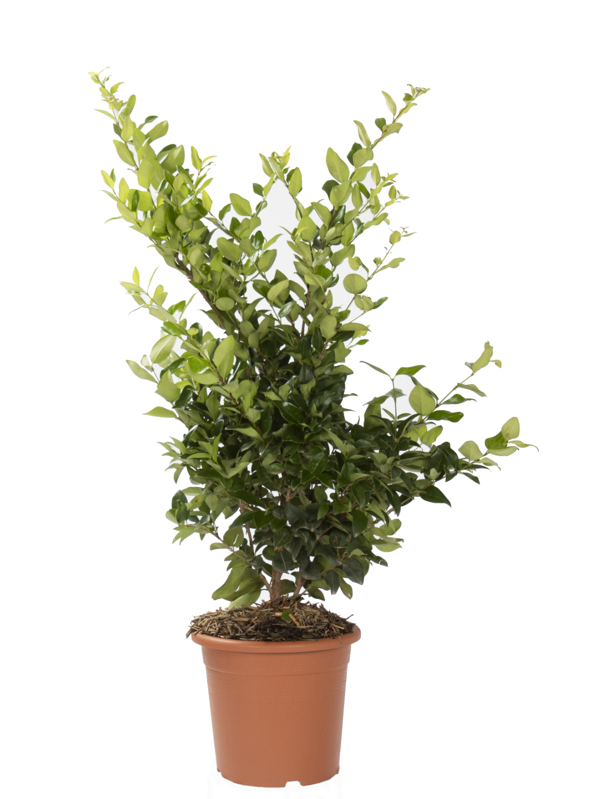 Ligustrum Texanum - Piante Vere da Esterno Sempreverdi Resistenti - KENTIS