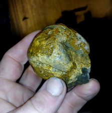 prehistoric turtle head fossil millions years old