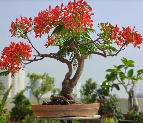rattan plant hanger basket Hanging Basket for Hanging Plants Flowers
