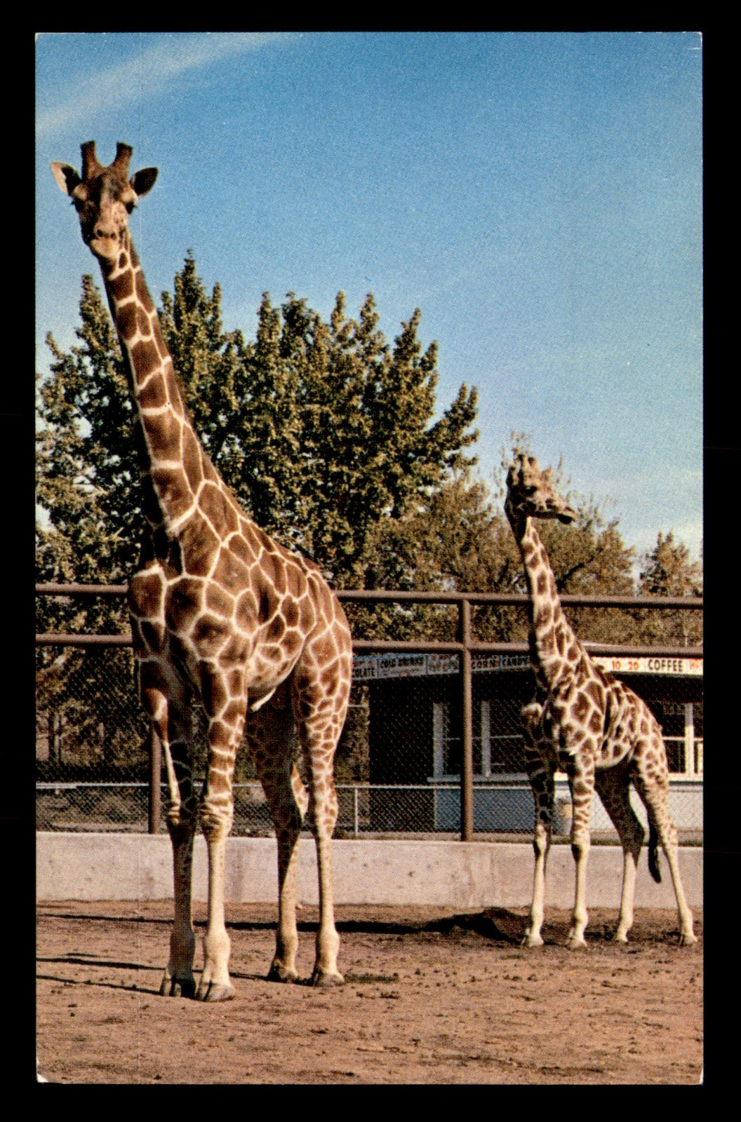 The Calgary Zoo Alberta Canada Katie & Charlie Reticulated Giraffe Postcard Unp
