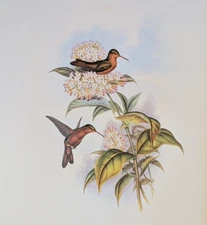 Gould CORAL-BILLED AMAZILI Hummingbirds Vintage Bird Art Print Bookplate 307