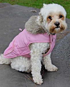 ebay waterproof dog coats