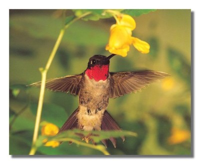 Hummingbird Sucking Flower Nectar Close Up Photo Wall Picture 8x10 Art Print