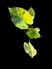 Alocasia Macrorrhiza Aurea Variegata