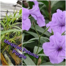 Mexican Petunia purple, bog plant, pond plant, Free Ship 5 plants