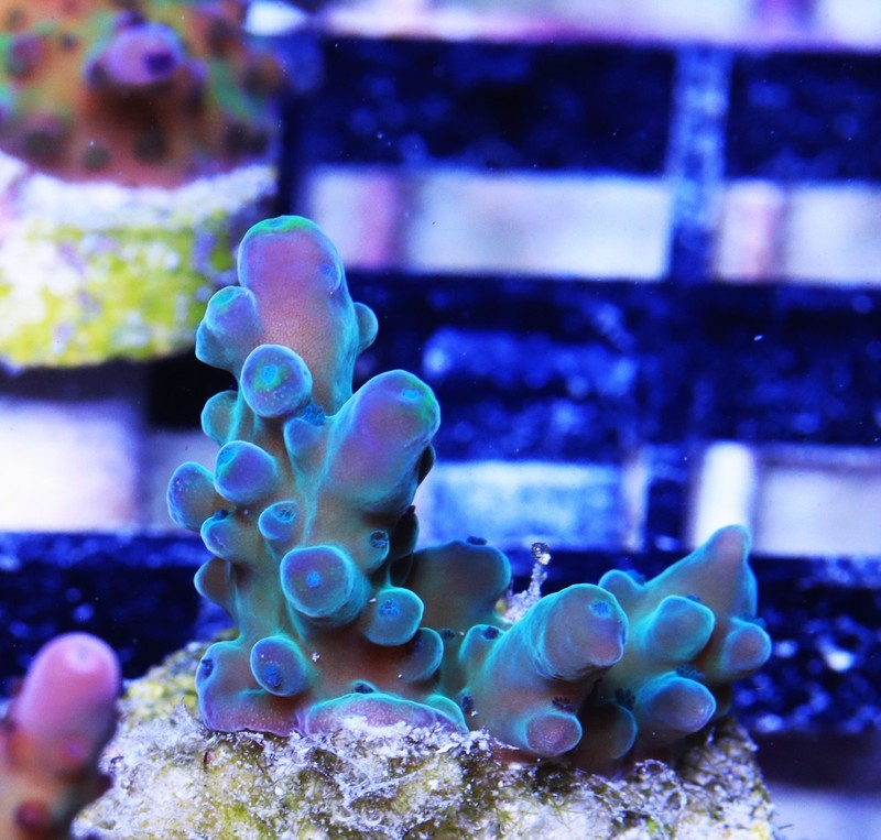 WWC Yellow Tips Austera Acropora Frag Zoanthids Zoa Paly SPS LPS Corals, WYSIWYG