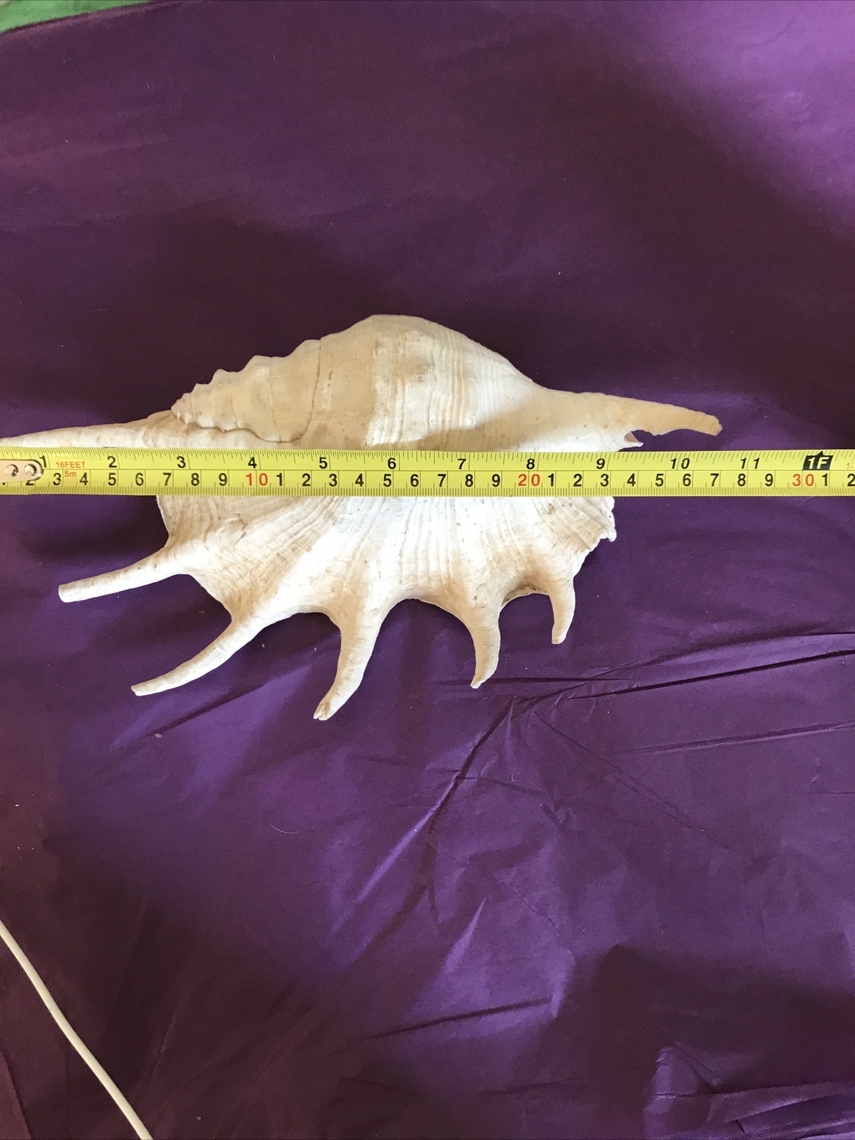 extra large sea shells eBay