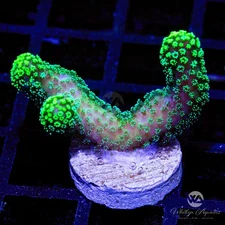 Neon Green Stylophora - Live Coral Frag