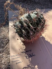 B066 Fishhook Barrel Cactus Ferocactus Wislizenii Thick XL Large