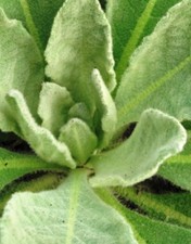 2025 Organic Mullein Leaf Slow Air Dried Whole Raw Freshly Harvested 1 Quart