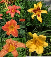 Five All Different Colors Assortment Daylily Rooted Starter Plants