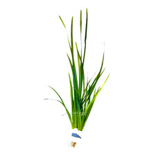 Vallisneria nana 'Striped'  Aquarium Plants Factory 