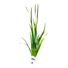 Vallisneria nana 'Striped' | Aquarium Plants Factory®